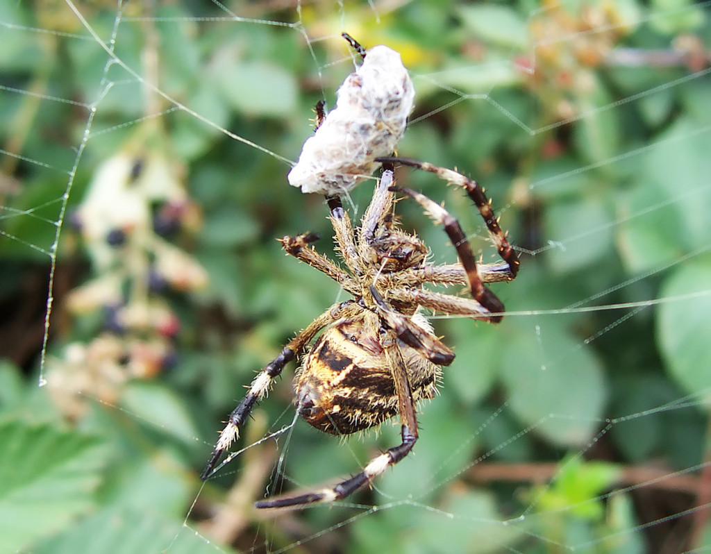 Garden_orb_weaver05