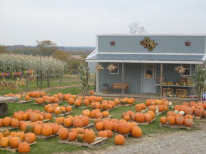 pumpkins