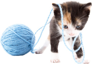cat2