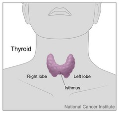 Thyroid.jpg