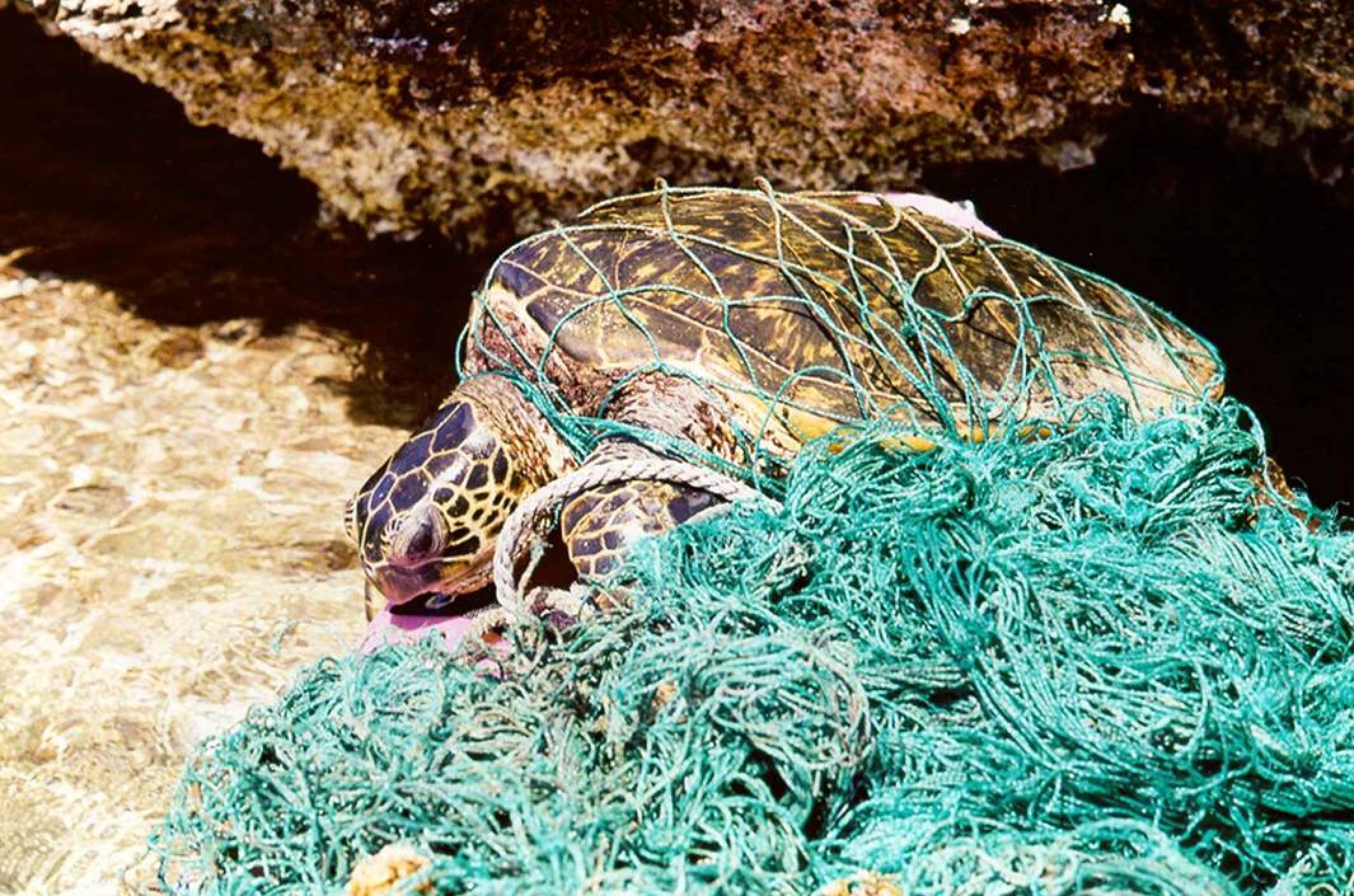 marine-debris-entangledturtle